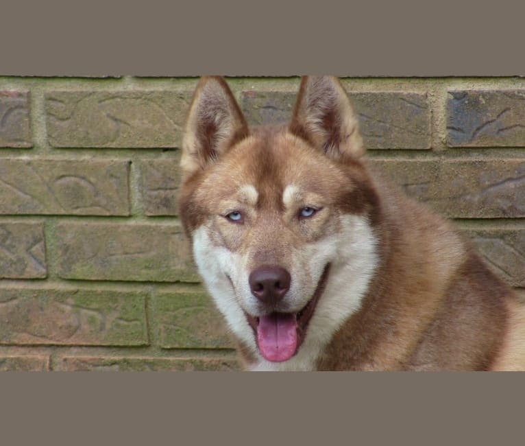 Mona Lucy Sshk, a Siberian Husky tested with EmbarkVet.com