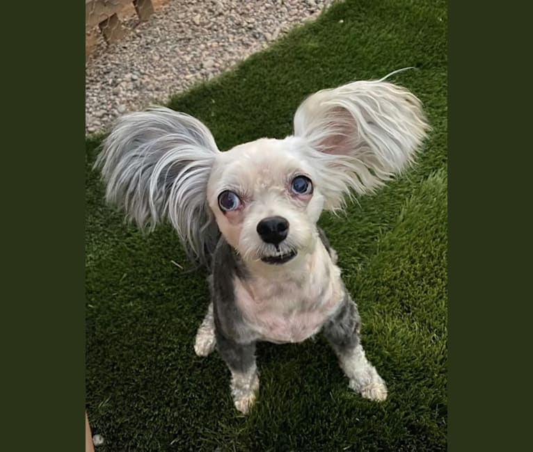 Maize, a Chinese Crested tested with EmbarkVet.com
