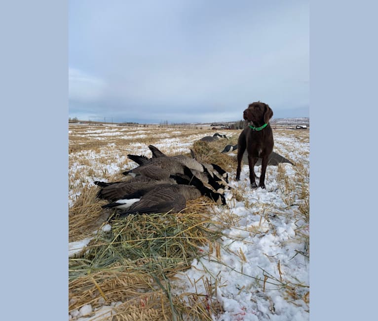 Cedarwood Canadian Quill, a Pudelpointer tested with EmbarkVet.com