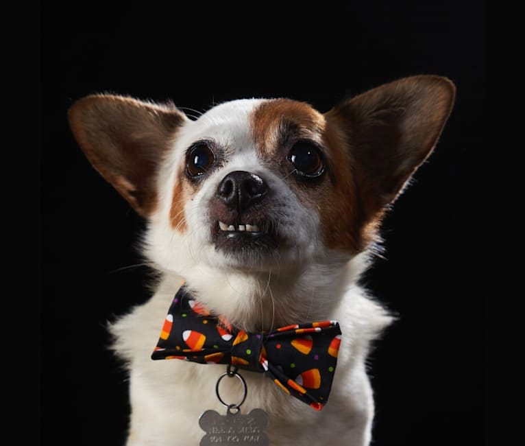 Fritz, a Chihuahua and Pekingese mix tested with EmbarkVet.com