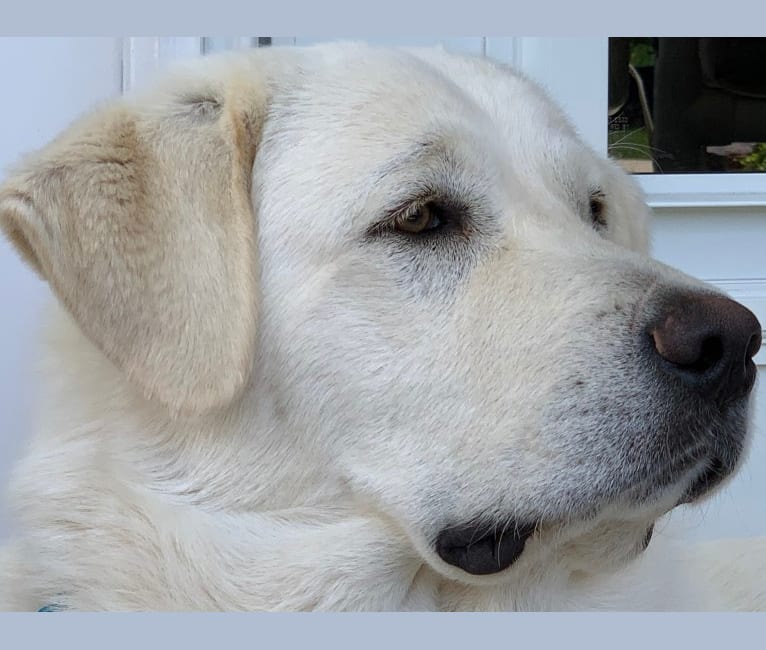 Chloe, a Great Pyrenees and Anatolian Shepherd Dog mix tested with EmbarkVet.com