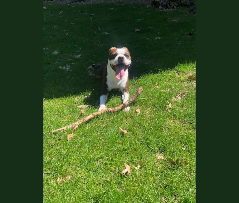 Photo of Oskar, a Boston Terrier  in Ohio, USA
