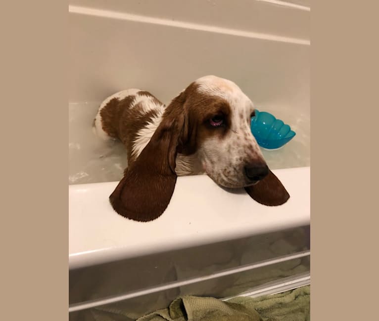 Benton basset hound top
