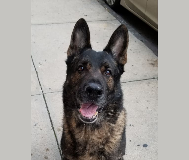 Embark Dog DNA Test Breed