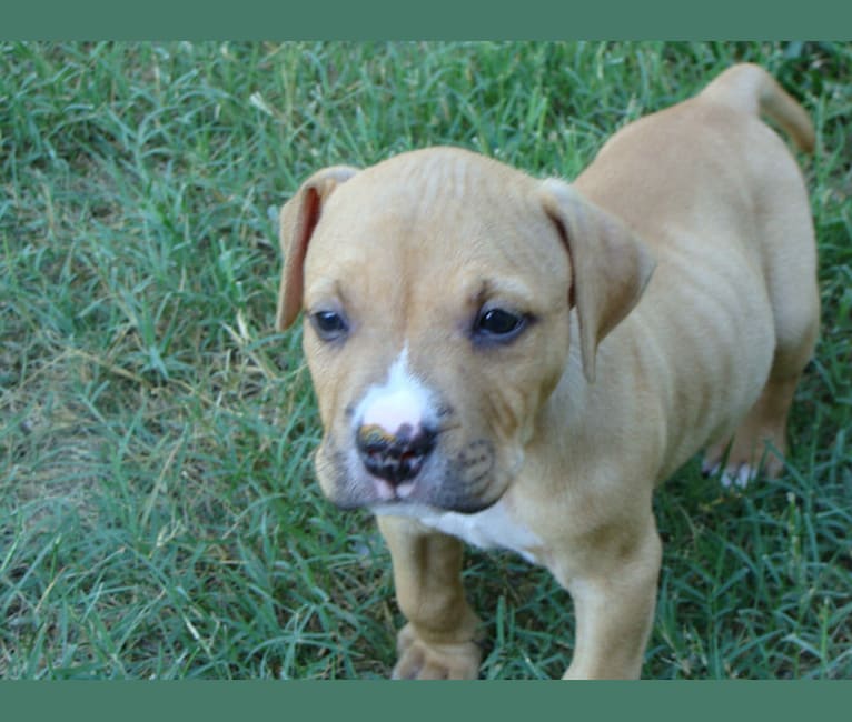 Creedence, an American Pit Bull Terrier and American Staffordshire Terrier mix tested with EmbarkVet.com