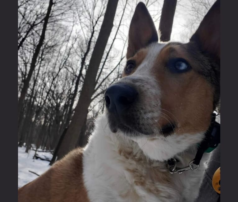 Photo of Zeke, an Australian Cattle Dog and Collie mix in Joliet, Illinois, USA