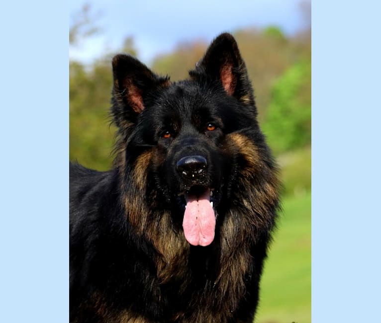 Wolkän, a German Shepherd Dog tested with EmbarkVet.com