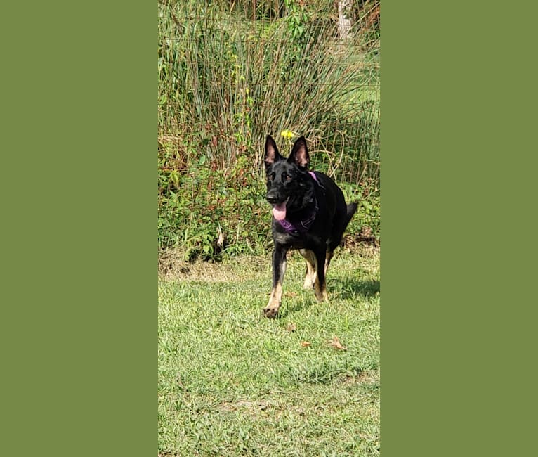 Carmen, a German Shepherd Dog tested with EmbarkVet.com