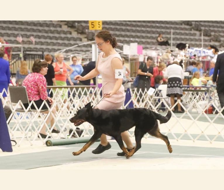 My Main Squeeze du Chateau Rocher “Mango”, a Beauceron tested with EmbarkVet.com