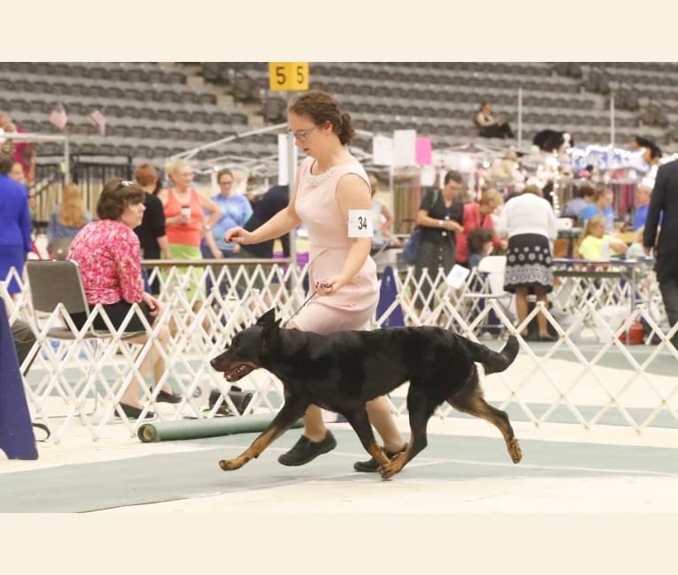 My Main Squeeze du Chateau Rocher “Mango”, a Beauceron tested with EmbarkVet.com