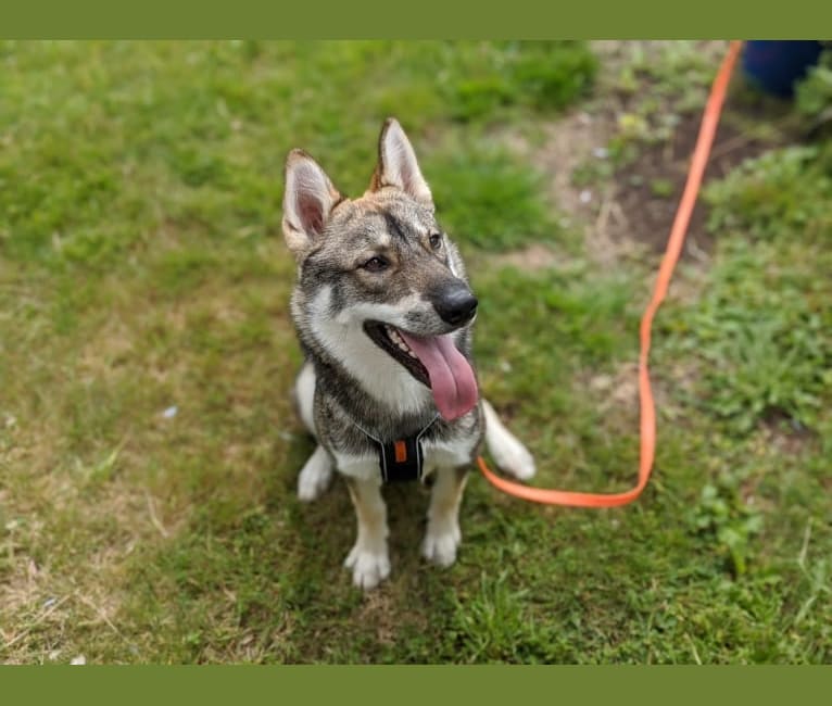 Bark, a West Siberian Laika tested with EmbarkVet.com