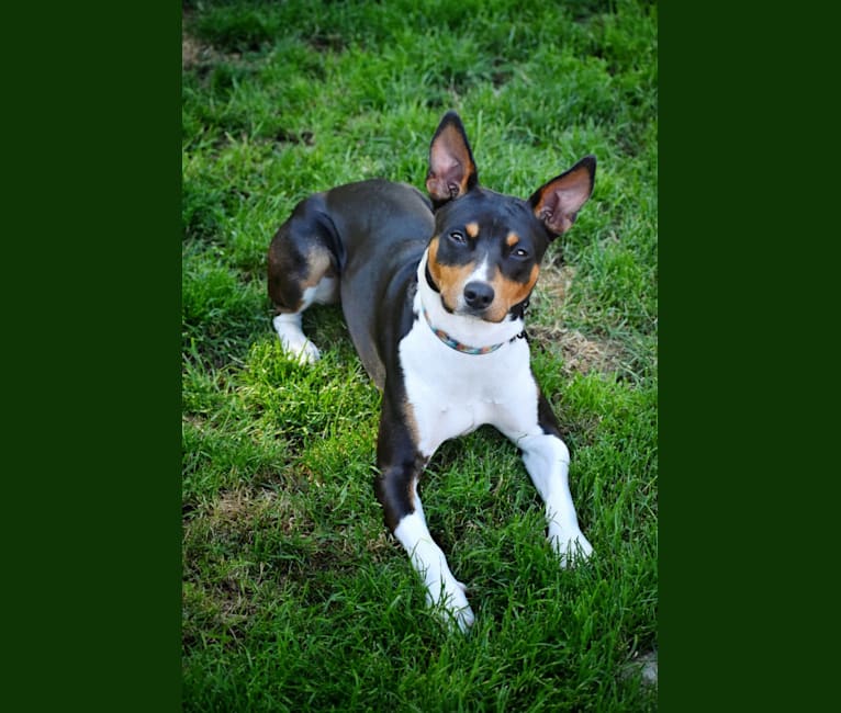 Waterwheel Creek's Set To Stun ATT CA DCAT SCN SEN SIN TKP VHMA, a Rat Terrier tested with EmbarkVet.com