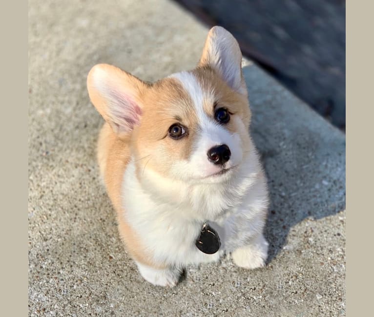 Corgi testing cheap