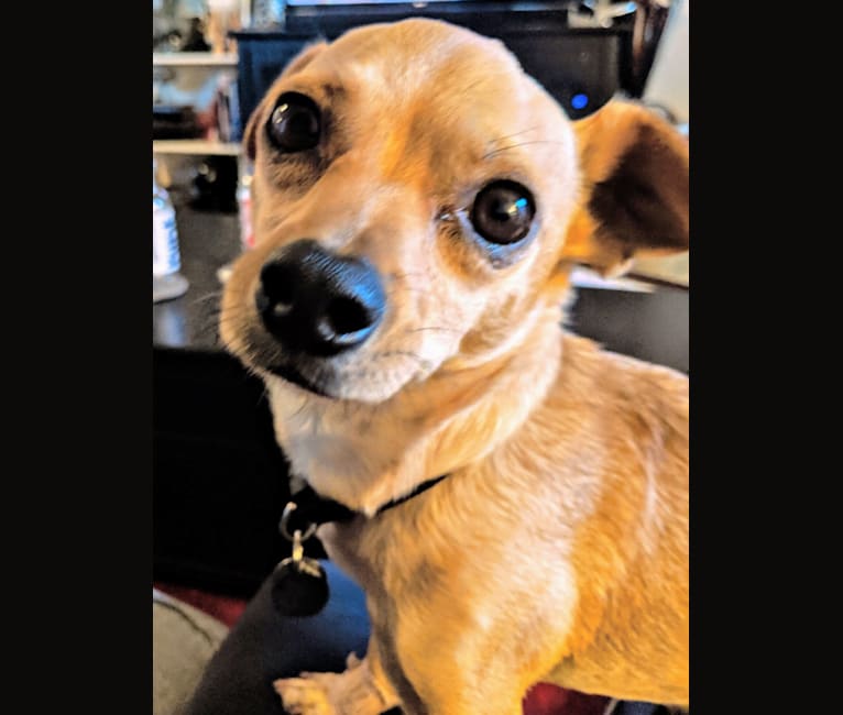 Chuck, a Chihuahua and Pomeranian mix tested with EmbarkVet.com