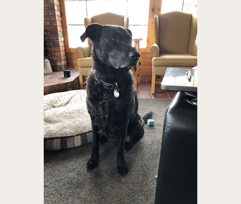 Embark Dog DNA Test Breed