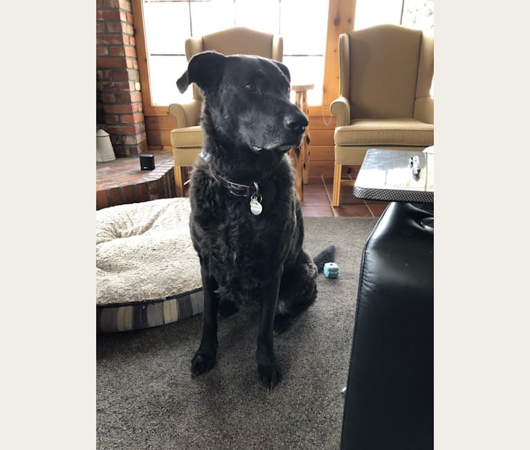 Duchess, a Chesapeake Bay Retriever and German Shepherd Dog mix tested with EmbarkVet.com