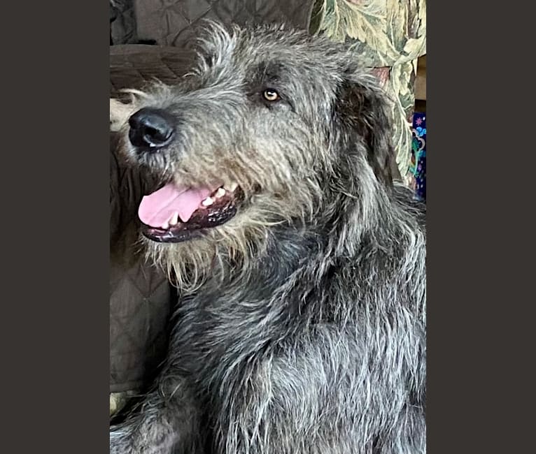 Noble, an Irish Wolfhound tested with EmbarkVet.com