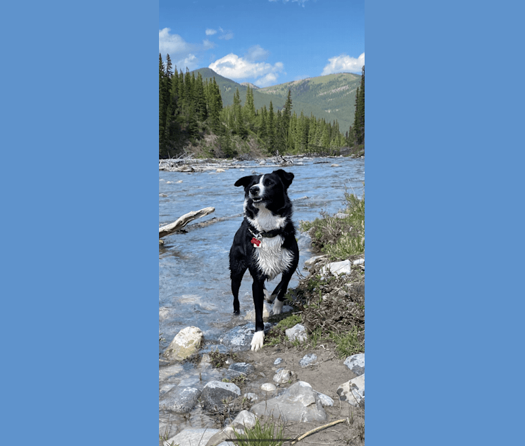 Deacon, a Border Collie tested with EmbarkVet.com