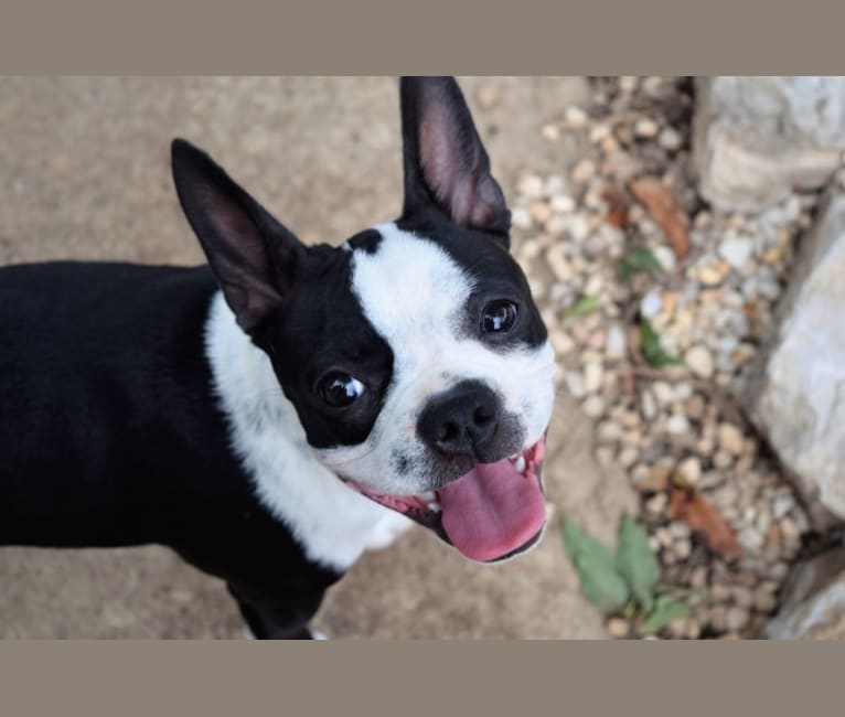 Wynnie, a Boston Terrier tested with EmbarkVet.com