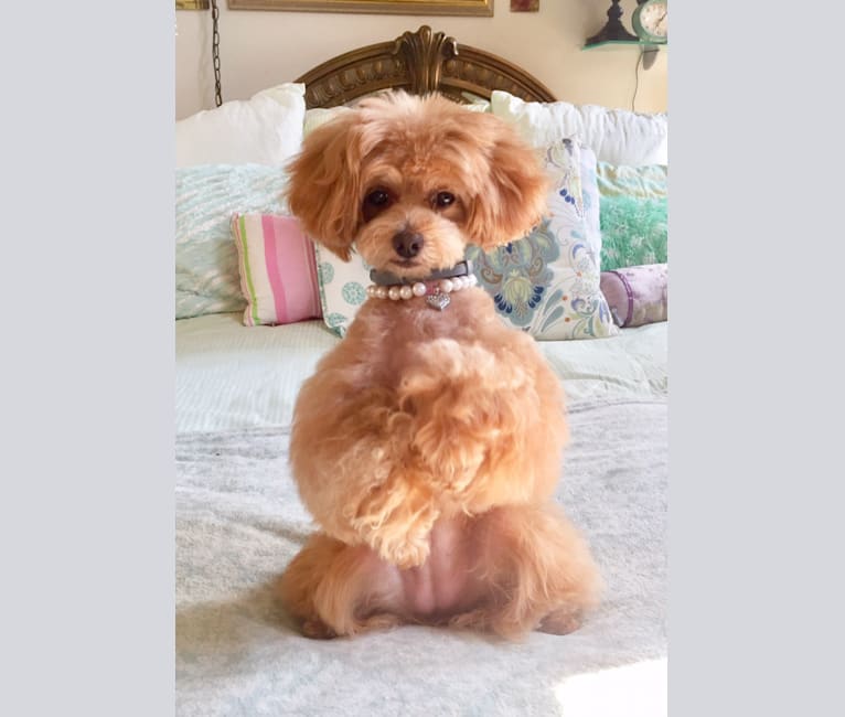 Nixie, a Poodle (Small) and Pomeranian mix tested with EmbarkVet.com