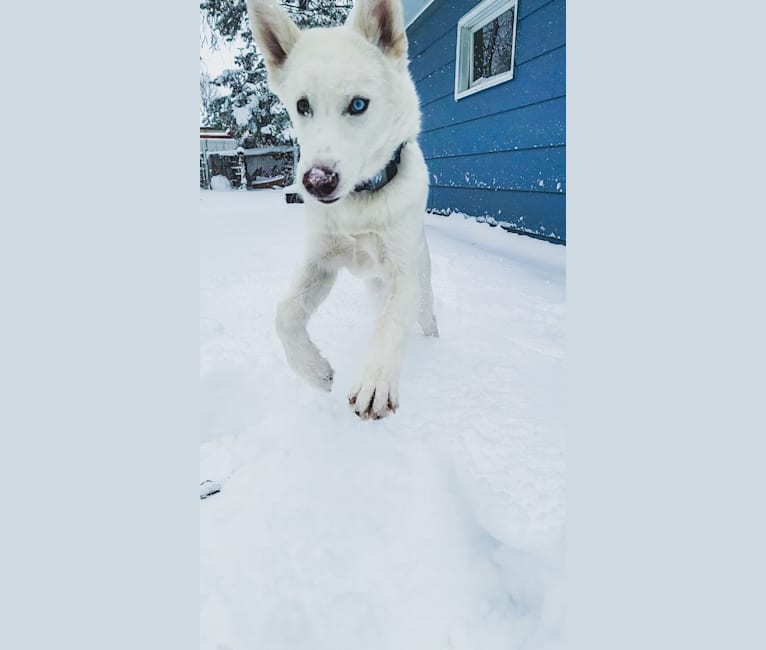 Photo of Lucian, a Siberian Husky  in Minnesota, USA