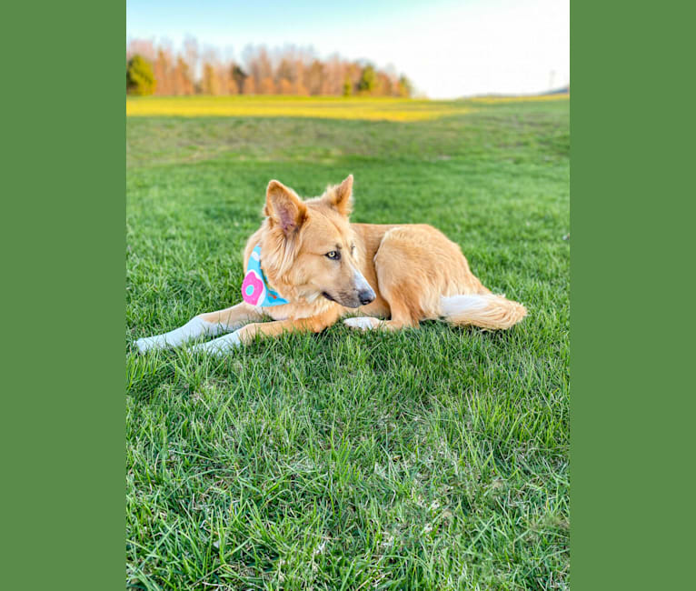Bear a dog tested with EmbarkVet.com