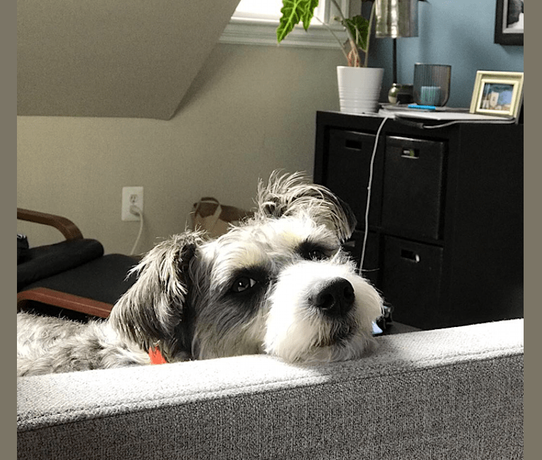 Rosco, a Russell-type Terrier and Australian Cattle Dog mix tested with EmbarkVet.com