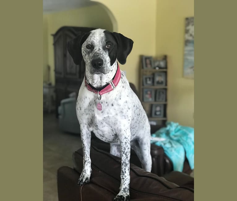 Lucy, an American Pit Bull Terrier and Bluetick Coonhound mix tested with EmbarkVet.com