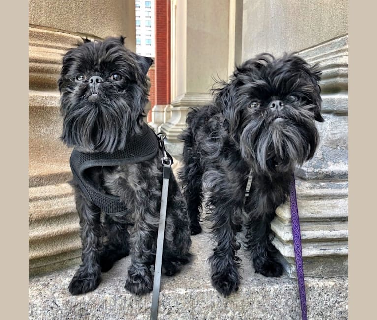 Hendrik, a Brussels Griffon tested with EmbarkVet.com