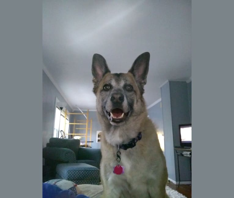 Embark Dog Dna Test Breed Do ensure that you burn enough of their calories to keep them fit and healthy. embark dog dna test breed