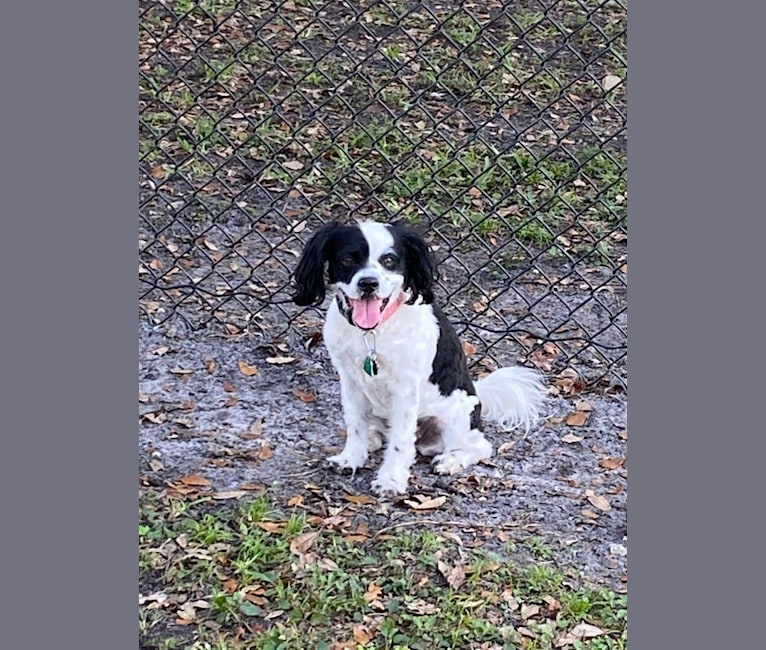 Photo of Luna, a Boston Terrier, Chihuahua, Poodle (Small), and Cocker Spaniel mix in Florida, USA
