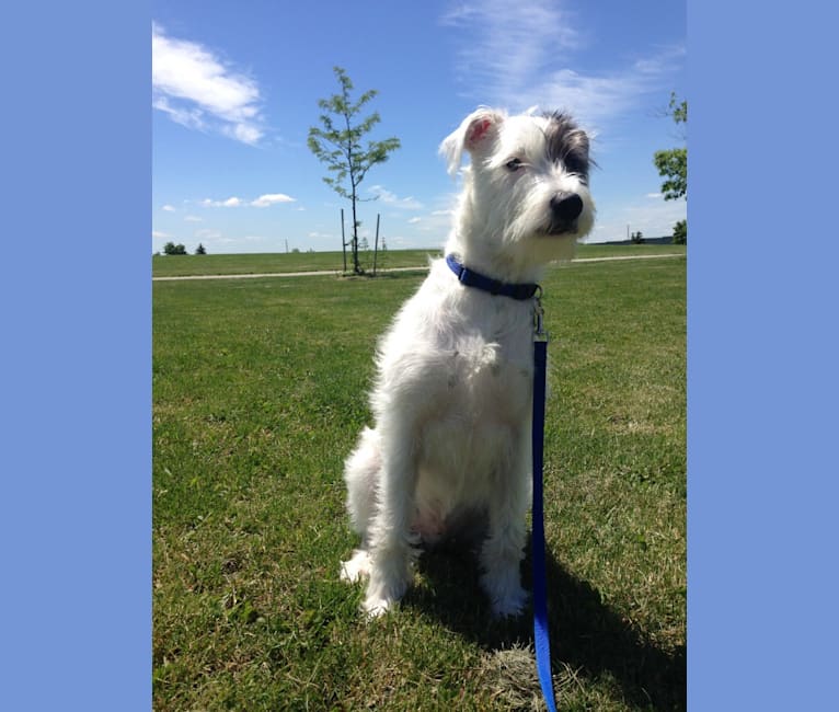 Schnauzer bull cheap terrier mix