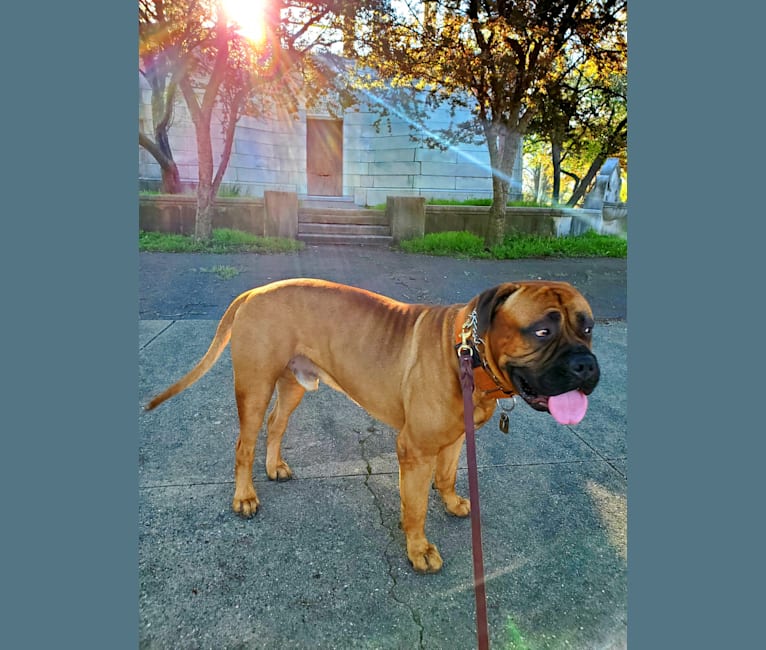 Kano, a Bullmastiff tested with EmbarkVet.com