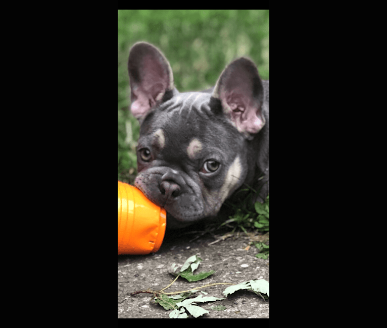 Photo of BLOSSOM PASCALA, a French Bulldog  in Cleveland, Ohio, USA
