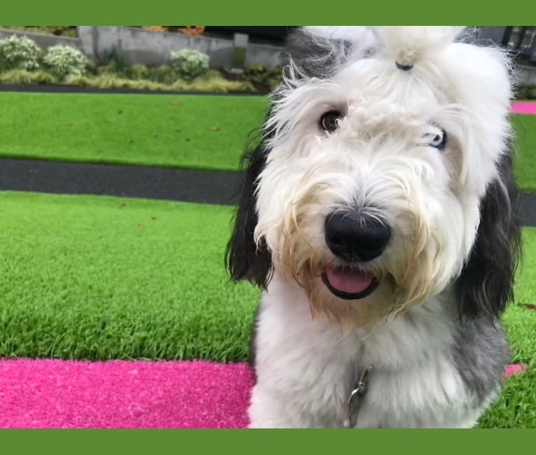 Winston, an Old English Sheepdog tested with EmbarkVet.com