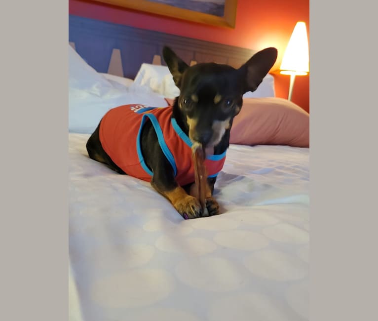 Photo of Lola, a Chihuahua, Miniature Pinscher, and Mixed mix in Arcadia, Florida, USA
