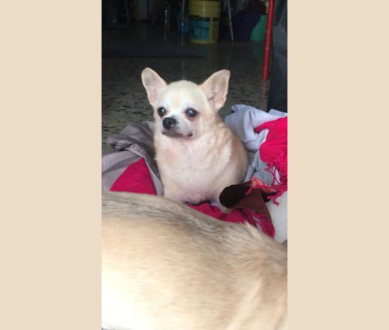 Photo of Brooklyn González, a Chihuahua  in Puerto Rico