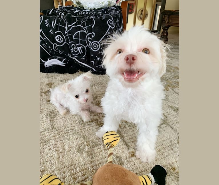 Embark Dog DNA Test Breed