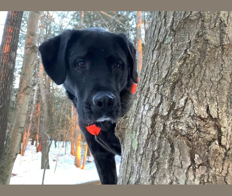 Ula, a Labrador Retriever and Saint Bernard mix tested with EmbarkVet.com