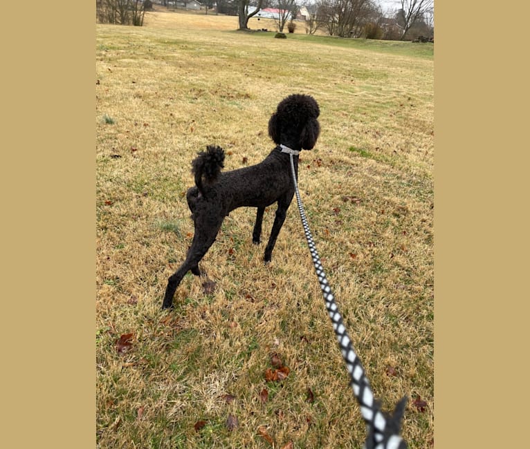 Sully, a Poodle (Standard) tested with EmbarkVet.com