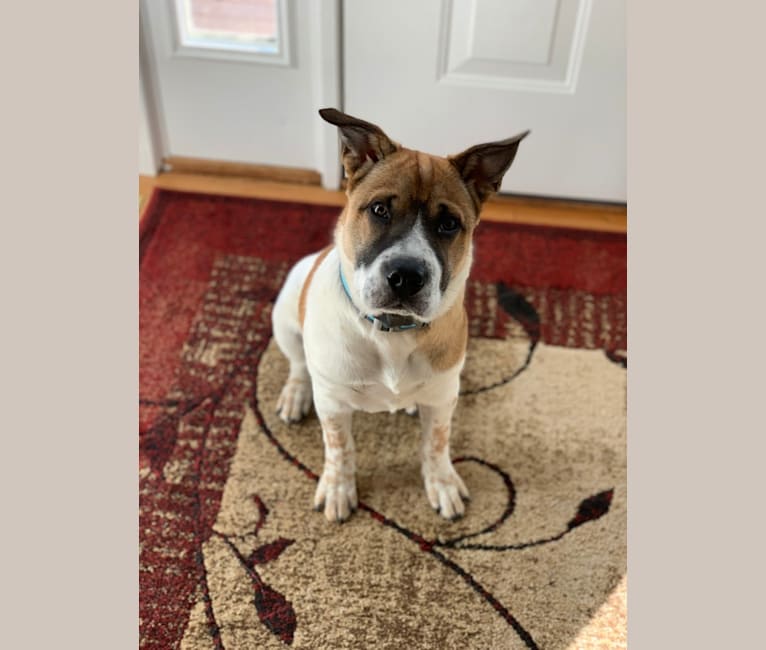 shar pei red heeler mix