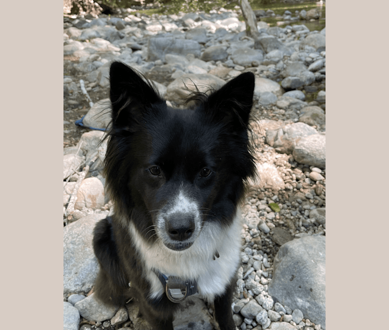 Indigo, a German Shepherd Dog and Border Collie mix tested with EmbarkVet.com