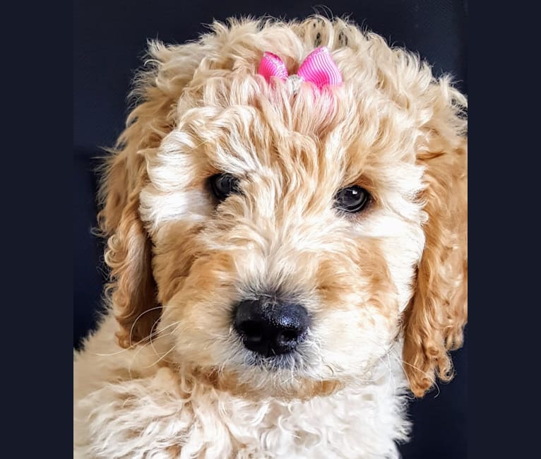 Photo of Sailor, a Goldendoodle  in Lindon, UT, USA