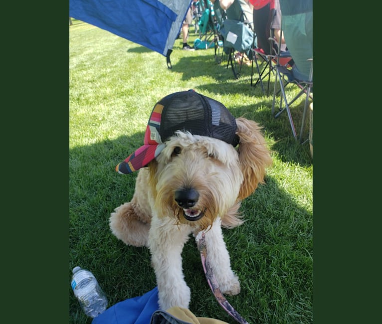 Photo of Willow, a Goldendoodle  in Yellowstone National Park, WY, USA