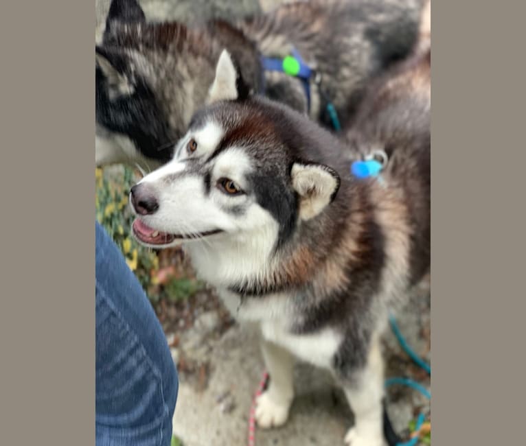 Anika, a Siberian Husky and Alaskan Malamute mix tested with EmbarkVet.com