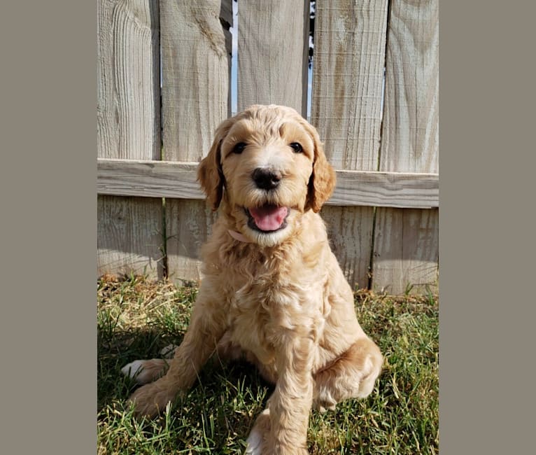 Snow (Mabel), a Goldendoodle tested with EmbarkVet.com