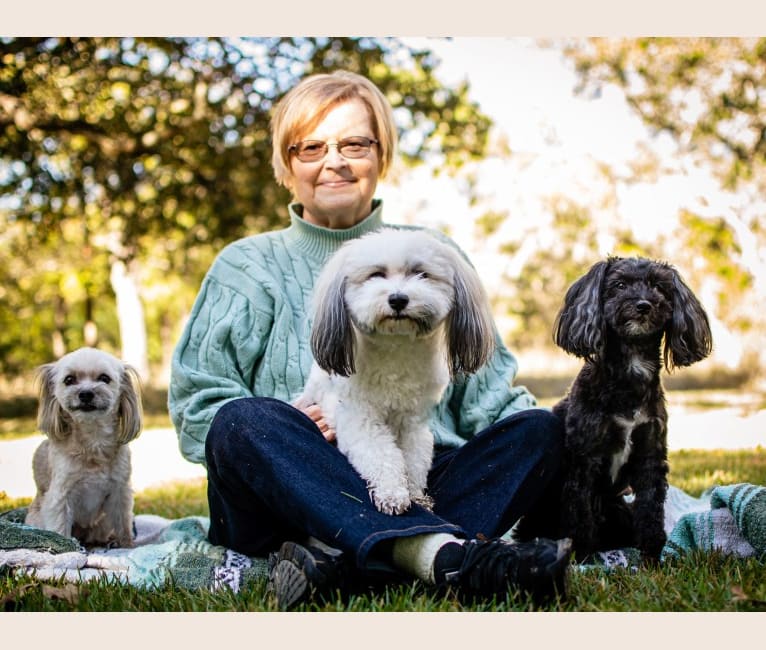 MacGyver, a Havapoo (18.2% unresolved) tested with EmbarkVet.com