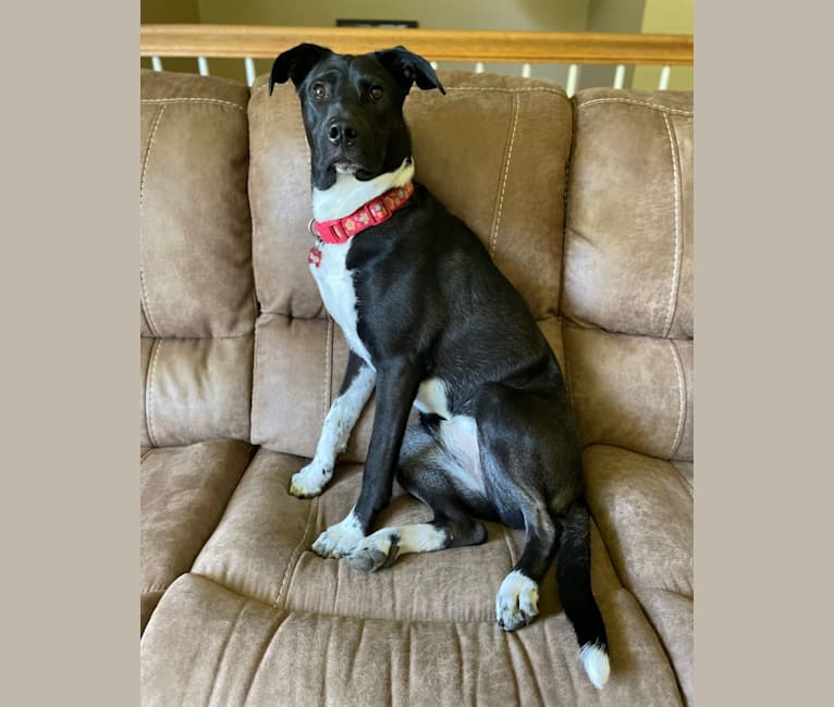 Maggie, an American Pit Bull Terrier and Siberian Husky mix tested with EmbarkVet.com
