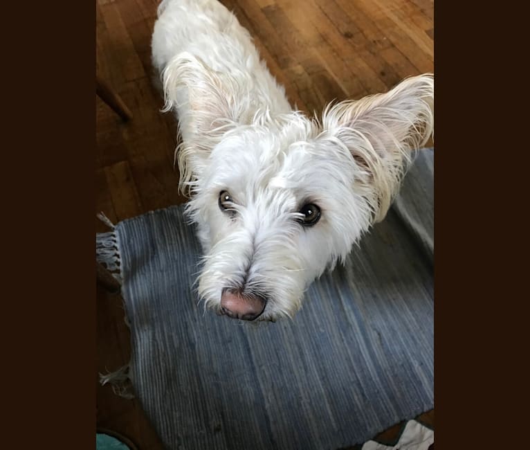 miniature schnauzer maltese mix