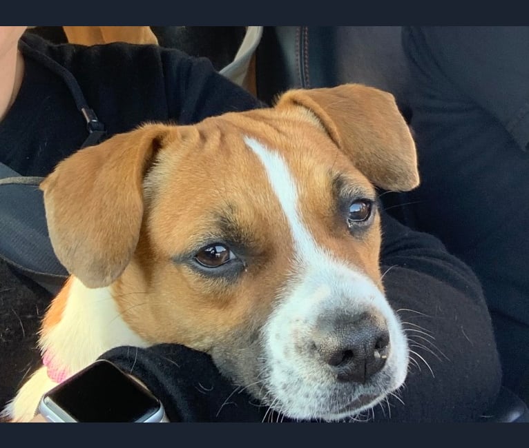 Maggie, a Boston Terrier and Beagle mix tested with EmbarkVet.com